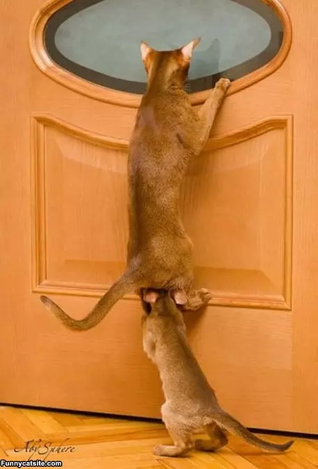 Using Teamwork