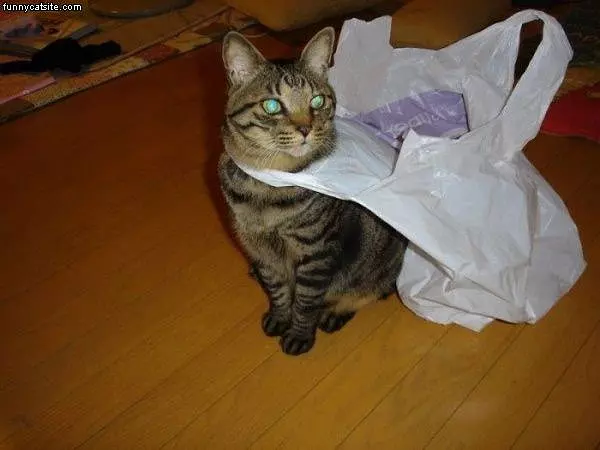 Super Cat