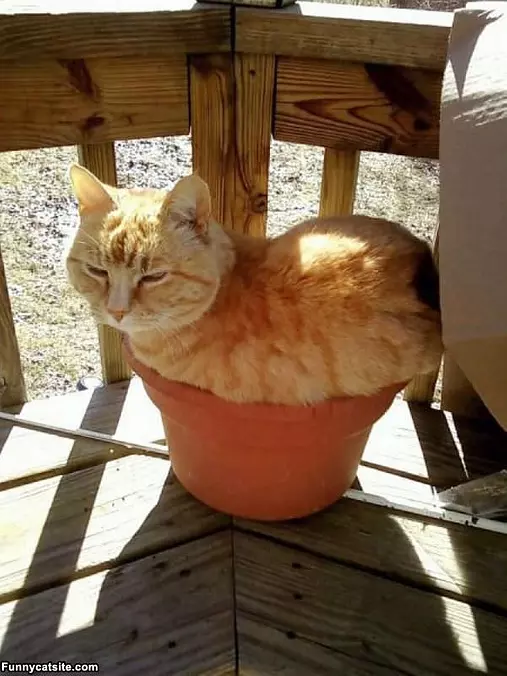 Sleeping In A Pot
