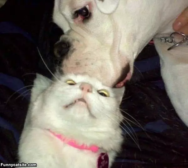 I Dont Want Your Kisses