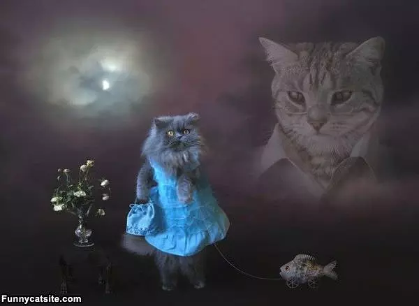 Cats In The City