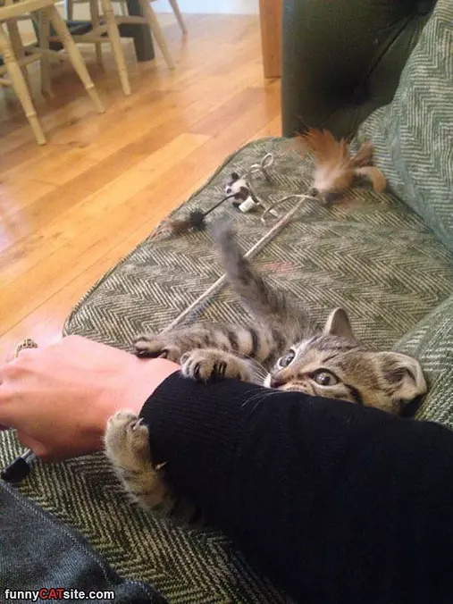 Nom Nom