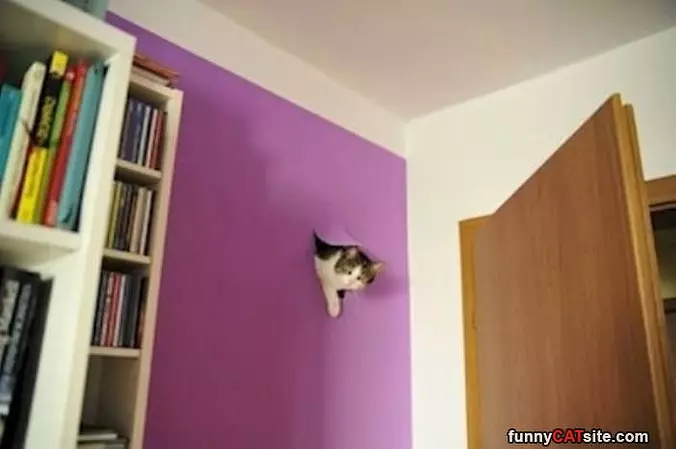 Hello Excuse Me