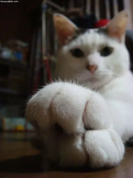 Paws Closeup