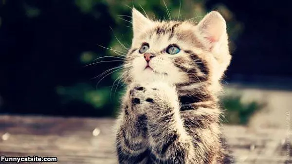 Oh Please Please