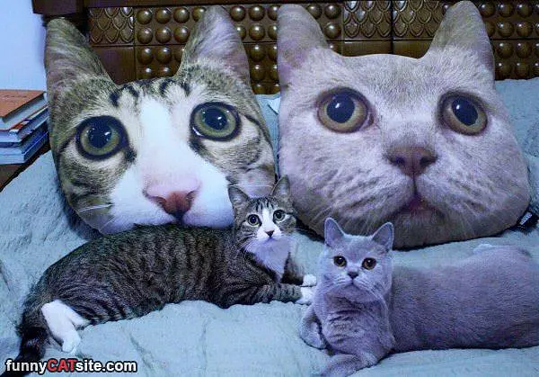 This Is A Cat House
