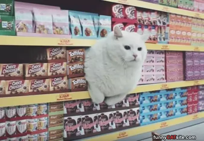 Cats For Sale Here