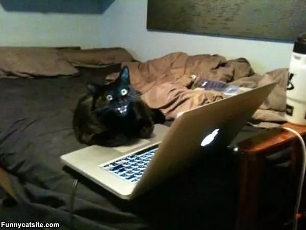 Surfing The Internets