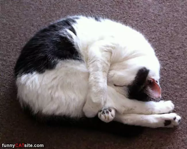 Full Fold Cat