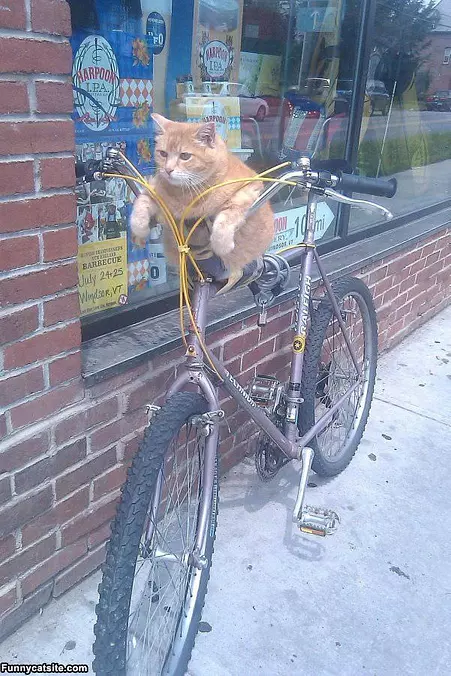 My Bike