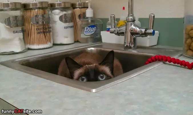 In That Sink