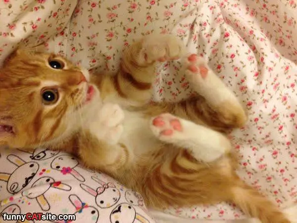 My Morning Stretches