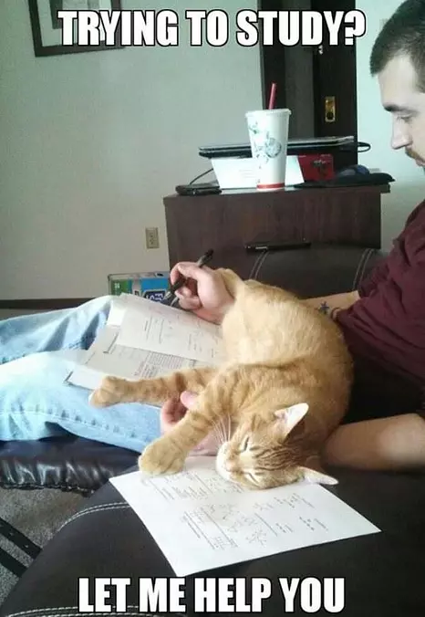 Let Me Help You