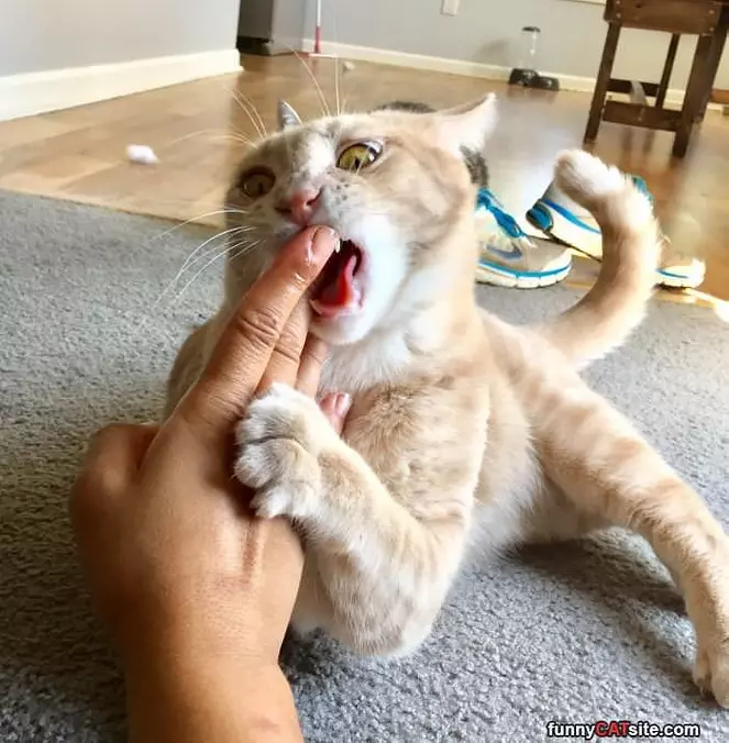 Getting A Snack
