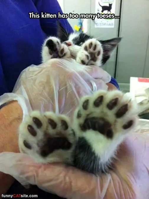 Lots Of Toes