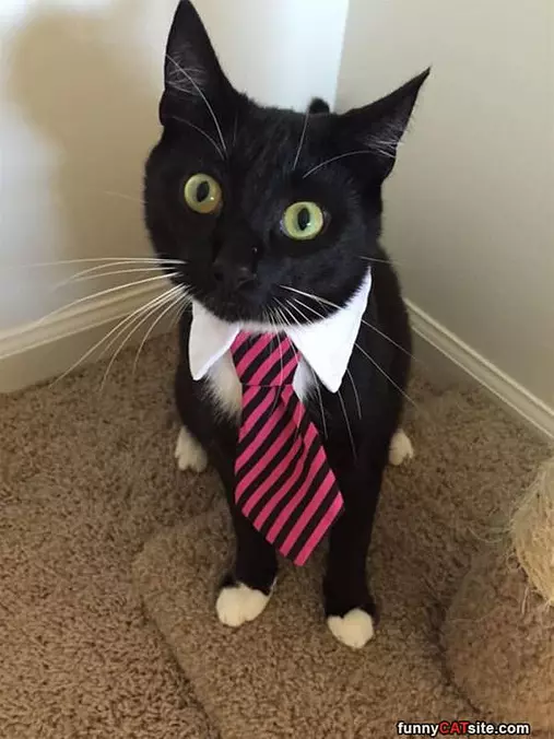 Ready For My Interview