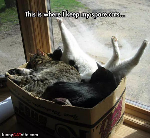 My Spare Cats