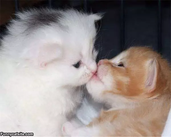 The First Kiss