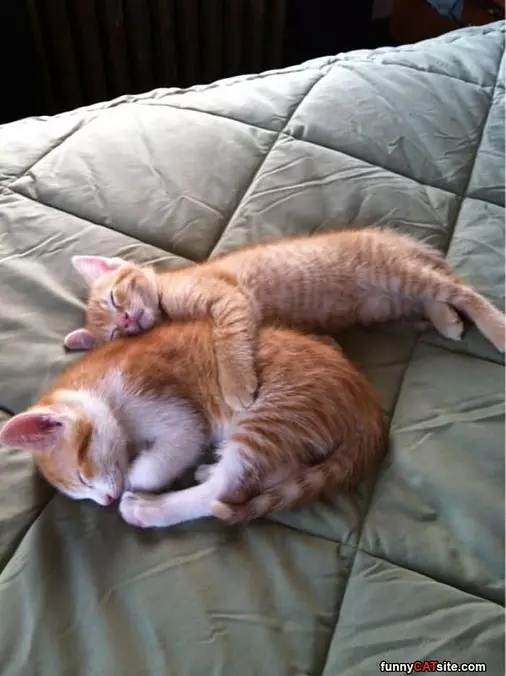 Cuddled Together