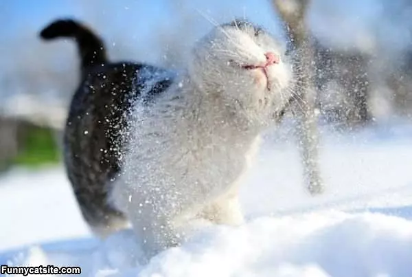 Snow Cat