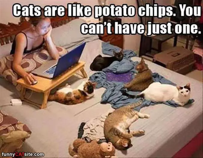 Cant Have Just One