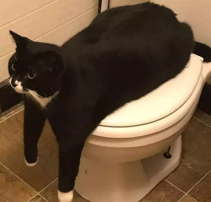 My Toilet Now