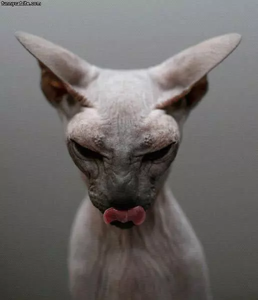 Alien