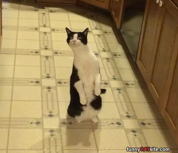 Prancing Around