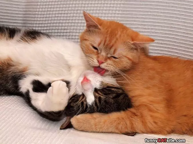 Hanging Together