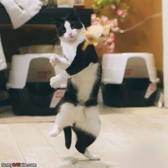 Dancing Around