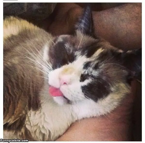 Having A Delicious Dream