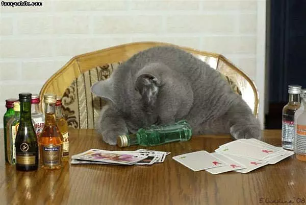 Bit Of Drinking