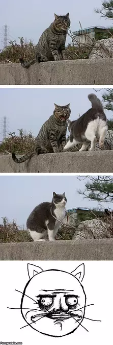 One Weird Cat