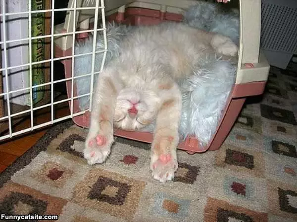 Loves My Cage
