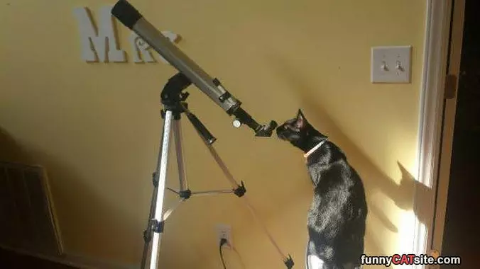 I Am The Spider Cat
