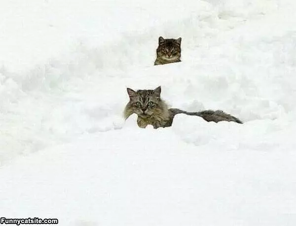 The Snow Cats