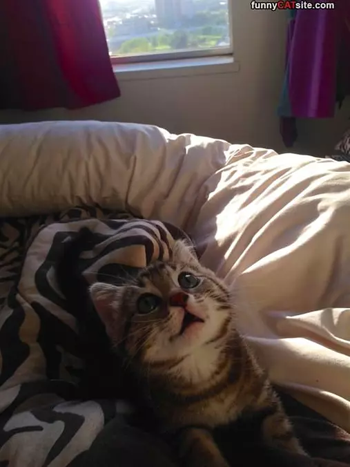 Did You Say Tuna