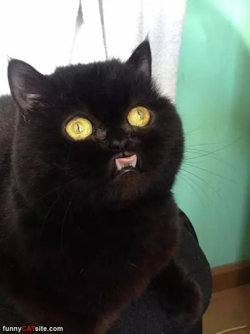 Majestic Cat