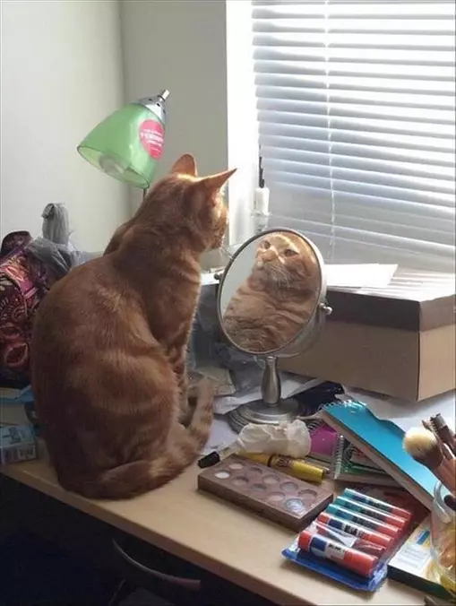 Mirror Mirror On The Wall