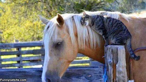 I Love You Horsey