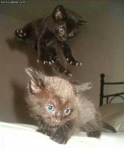 Jump Attack Ninja Kitten