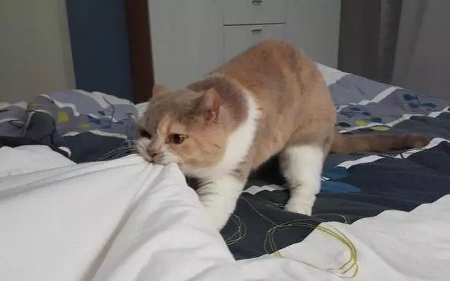 Punk Cat
