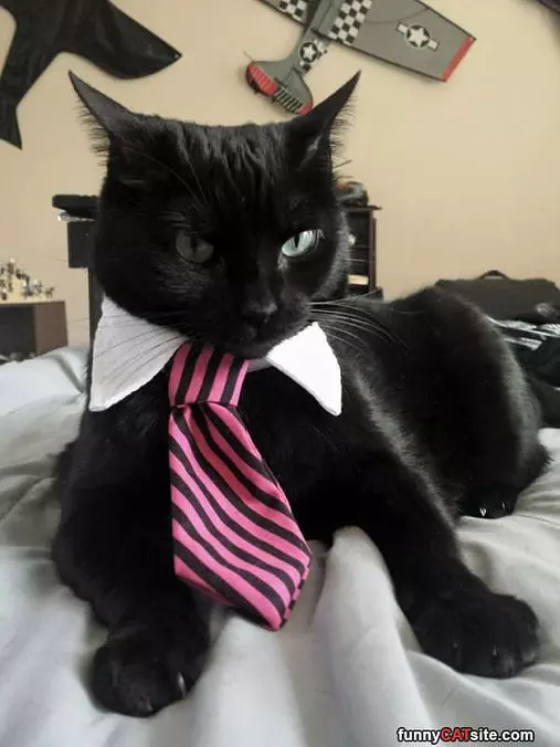 Dressed For The Job