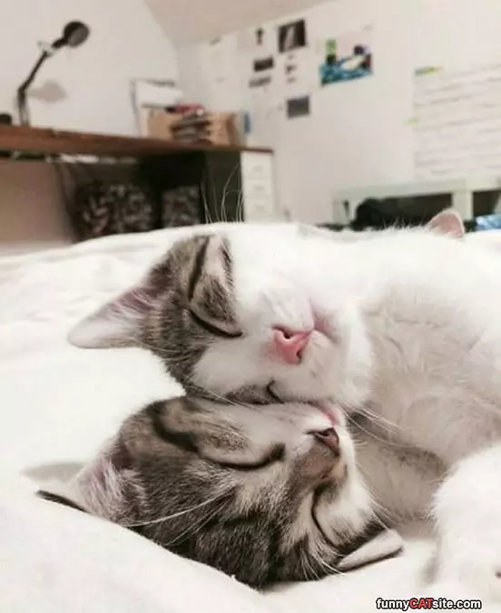 Found My Pillow