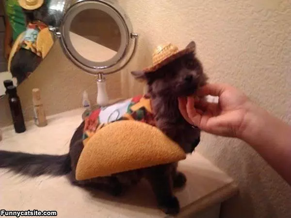 Taco Cat