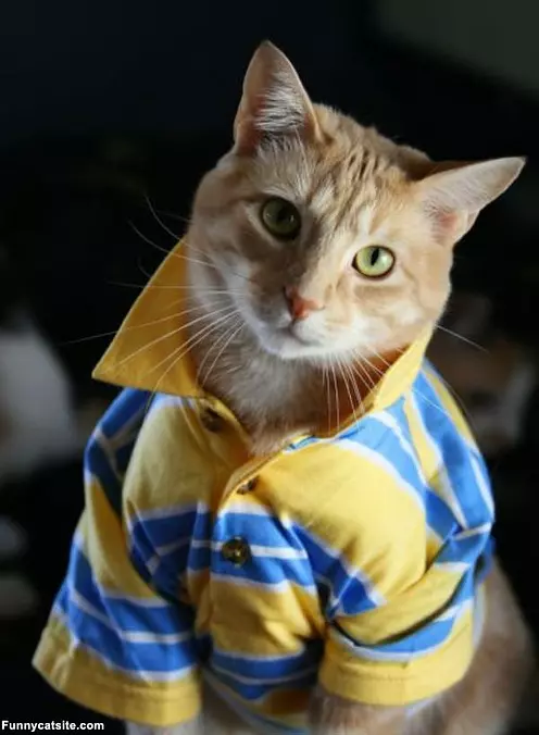 Hows This Shirt