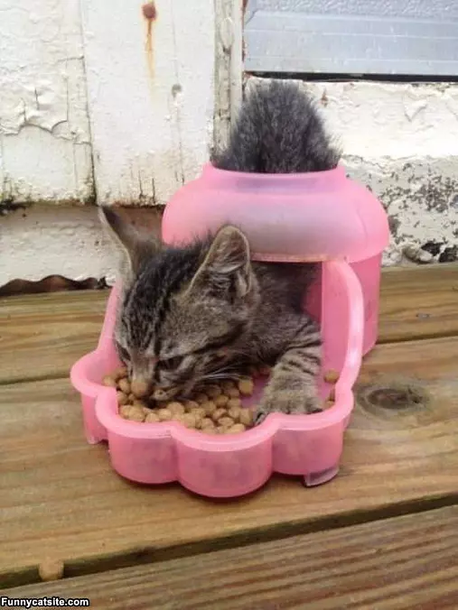 Ohmmm Nom Nom