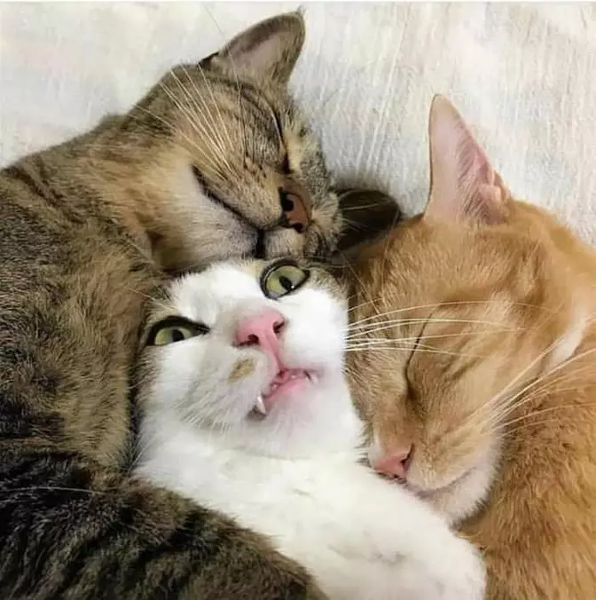 All Cuddlers