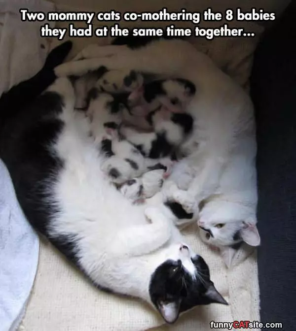 Co Mothering