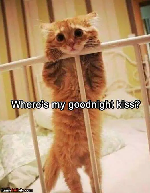 My Goodnight Kiss